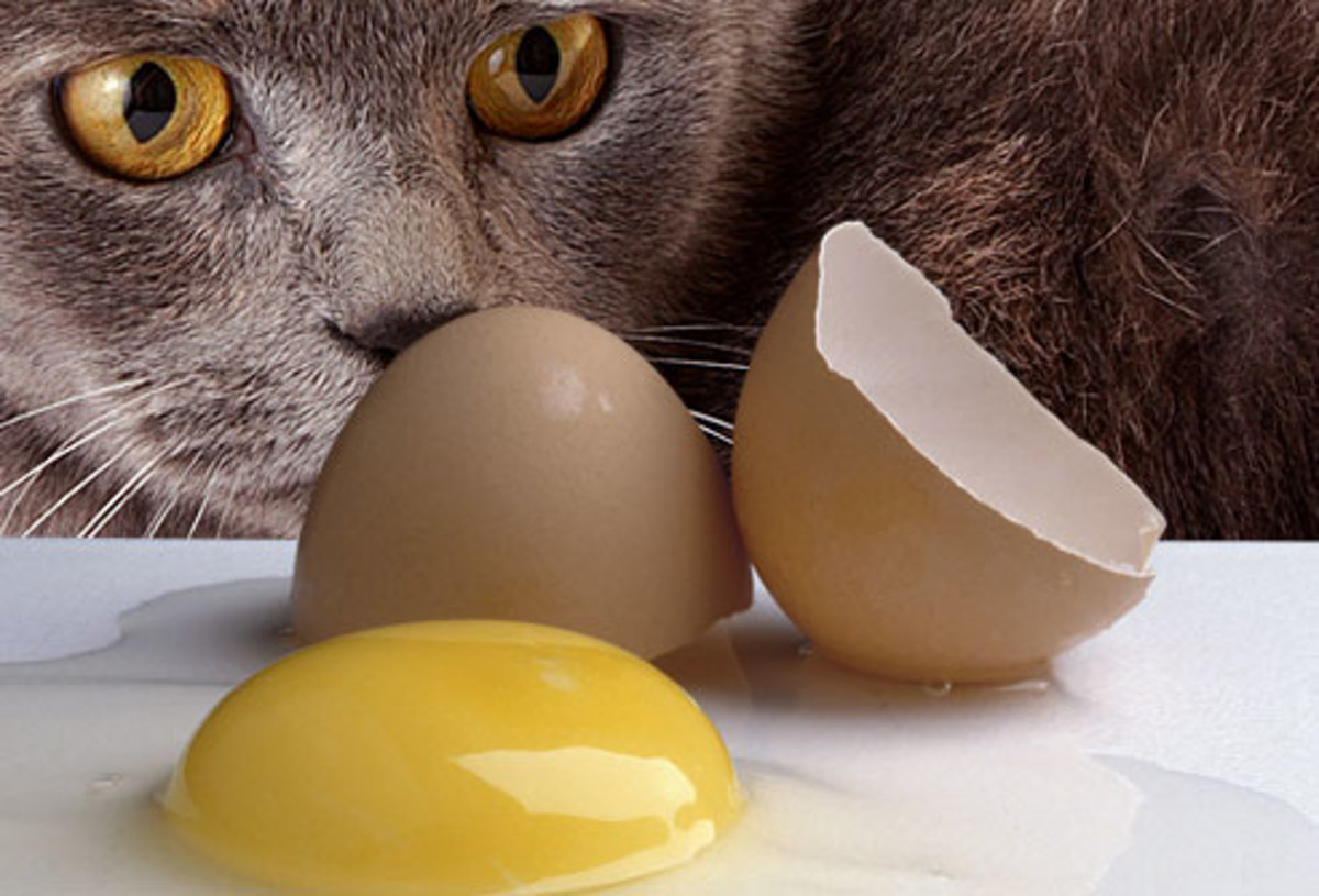 Cats can eat cooked eggs as long as they're not allergic.