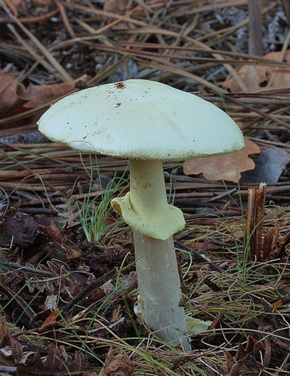 Commonly the most likely suspect of death by mushroom ingestion - the Death Cap serves as a poignant reminder to how dangerous some mushrooms can be