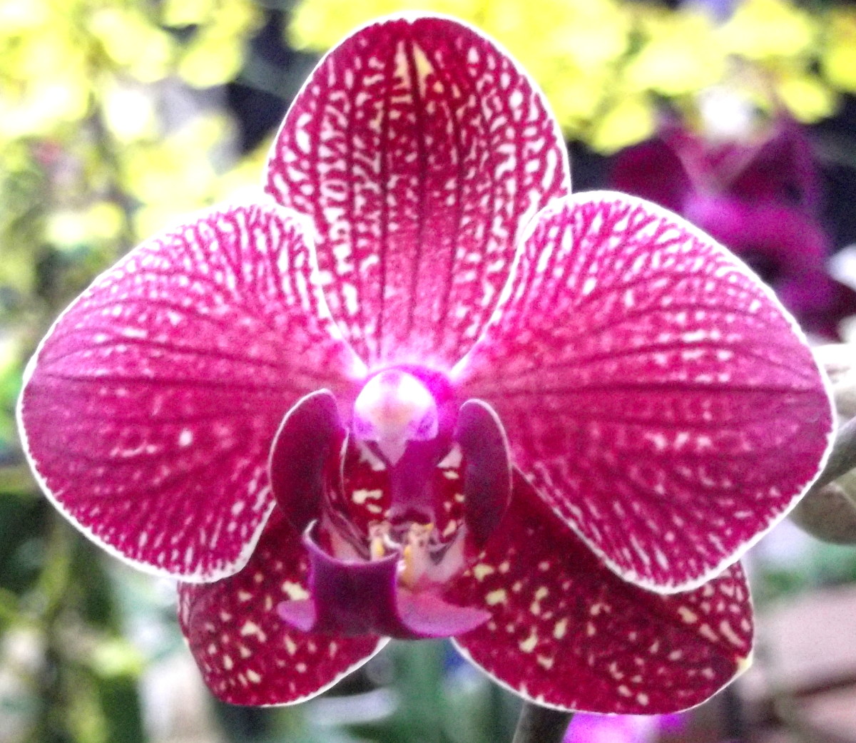 the-phalaenopsis-orchid-the-moth-orchid-comes-in-a-multitude-of-colours