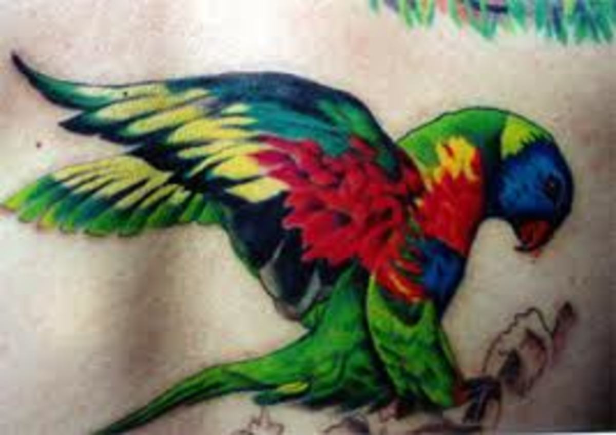 Tattoo uploaded by Catherine Robinson • #tattoo #birdtattoo #bird  #traditionaltattoo #traditional #parrot #parrottattoo • Tattoodo
