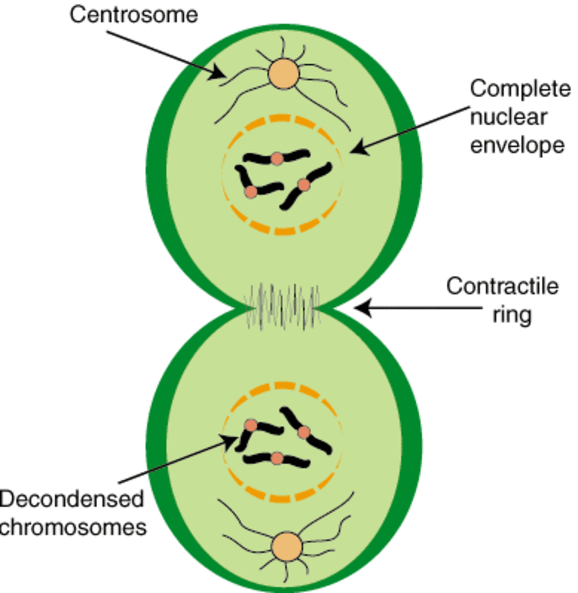 Cytokenesis in animals cells: the contractile fibres in the contractile ring 'pinch' the cell into two from the middle.