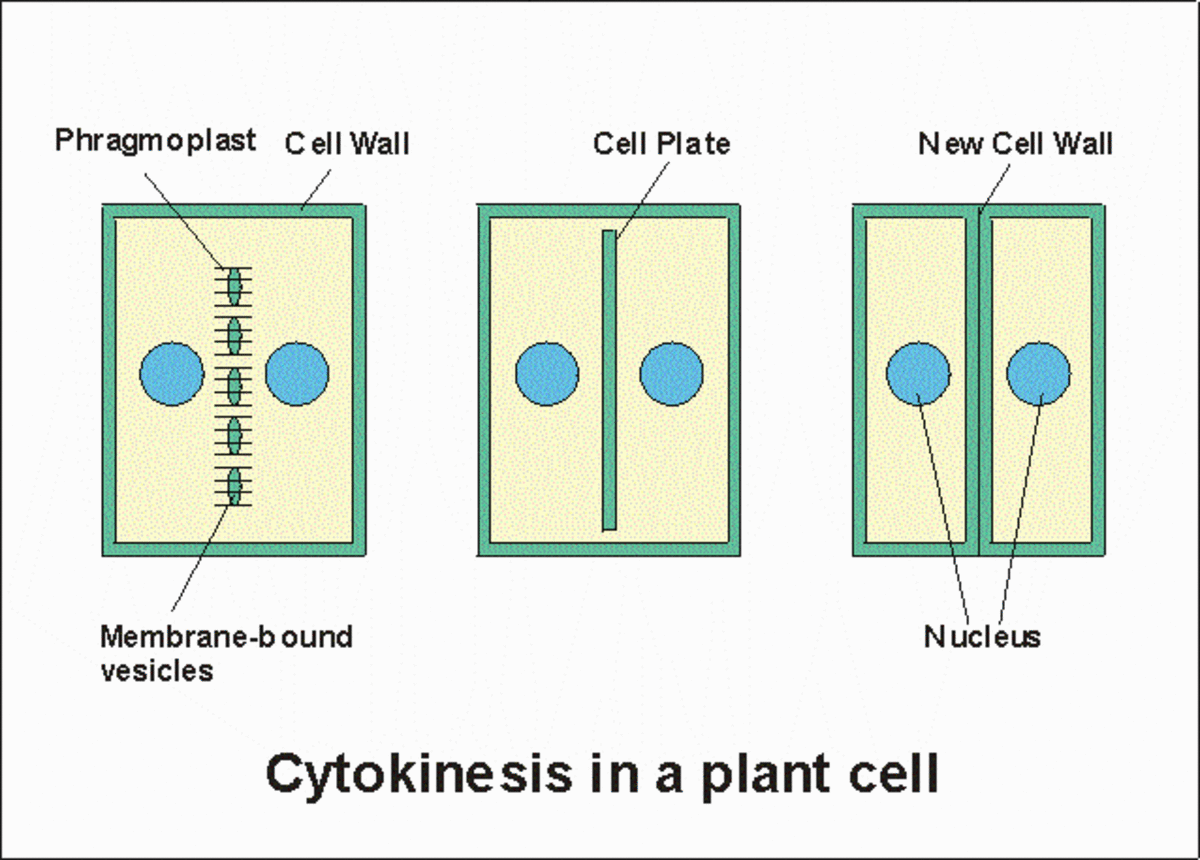 A simple diagram to show how a 'cell plate' forms in between the two nuclei of a plant cell during cytokinesis.