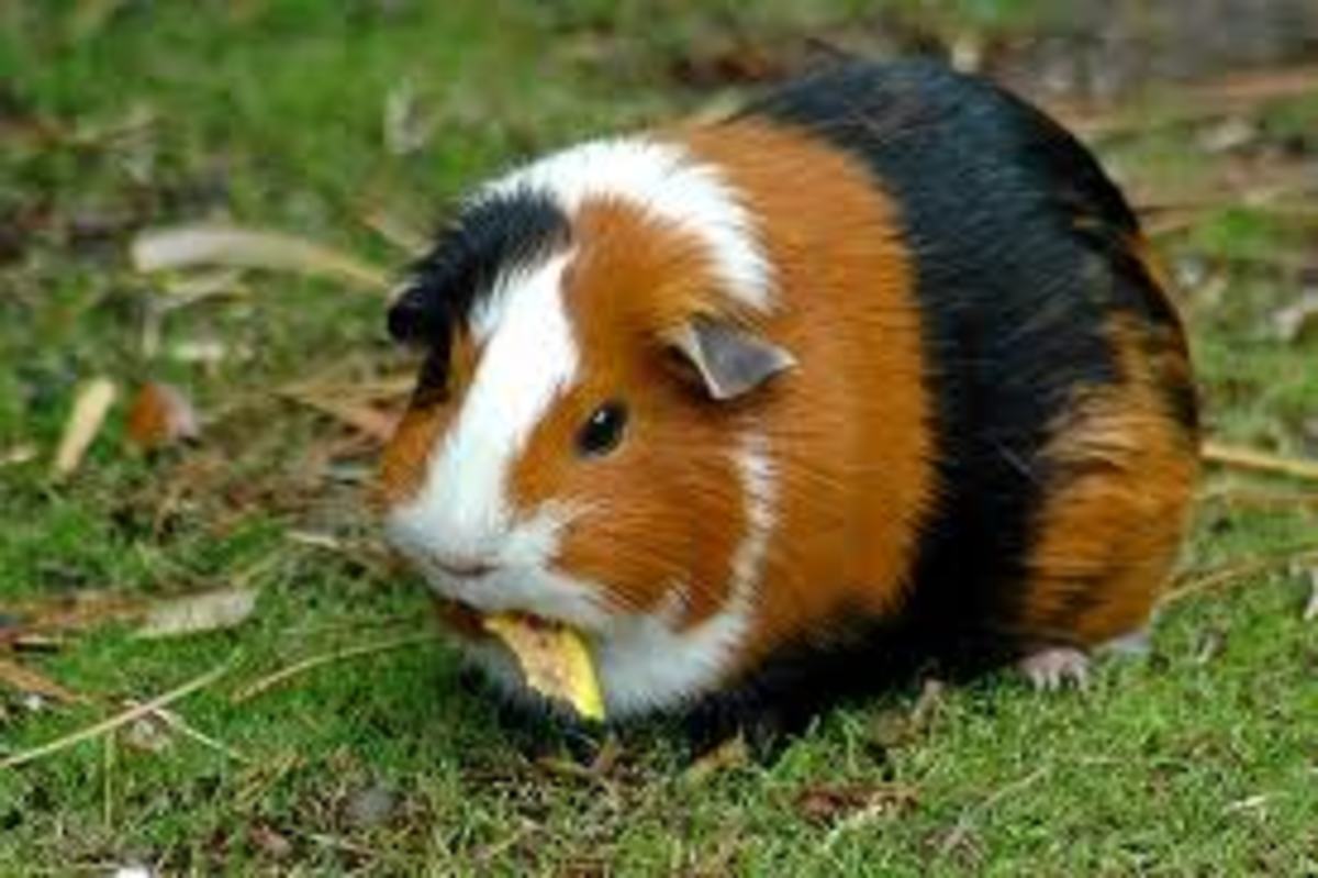 fun-interesting-facts-about-guinea-pigs