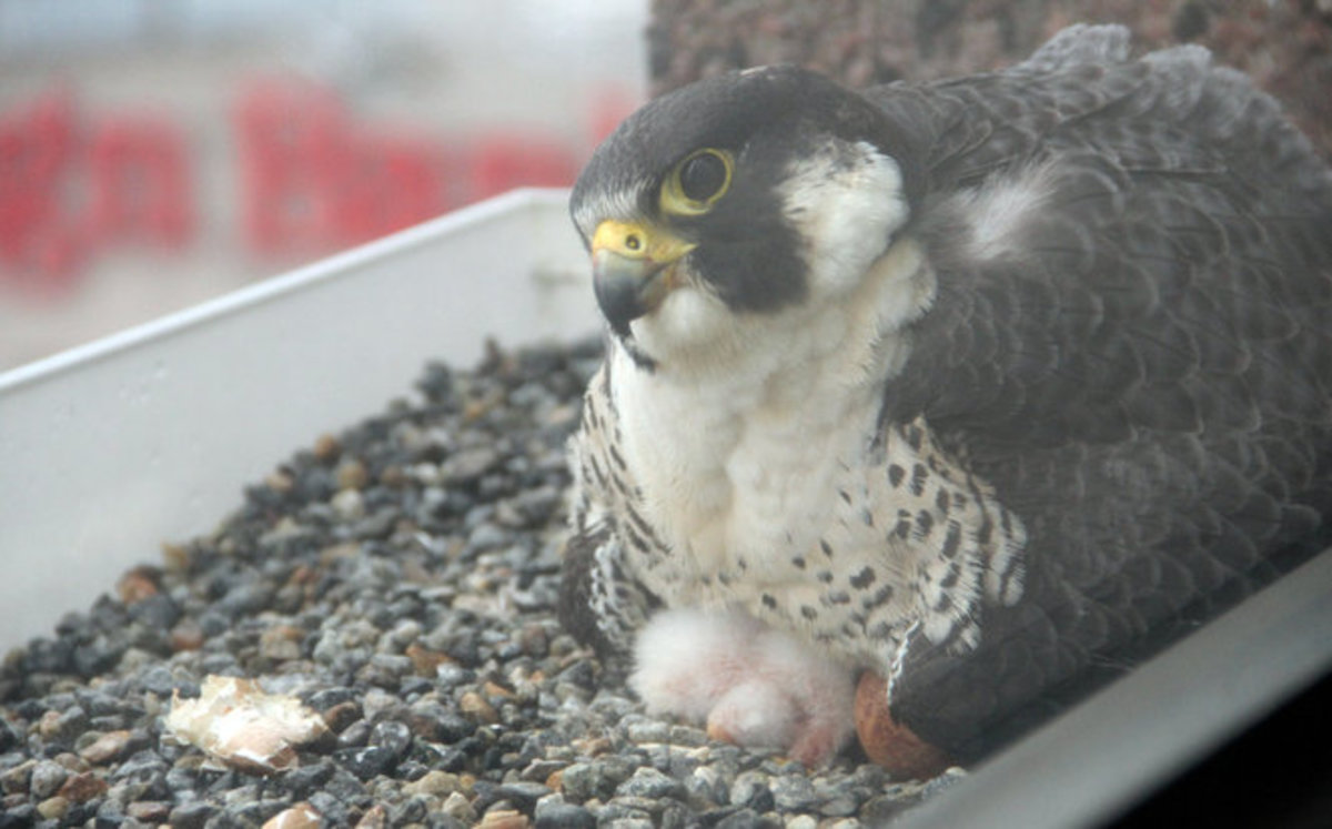 Female peregrine incubating her chicks and eggs