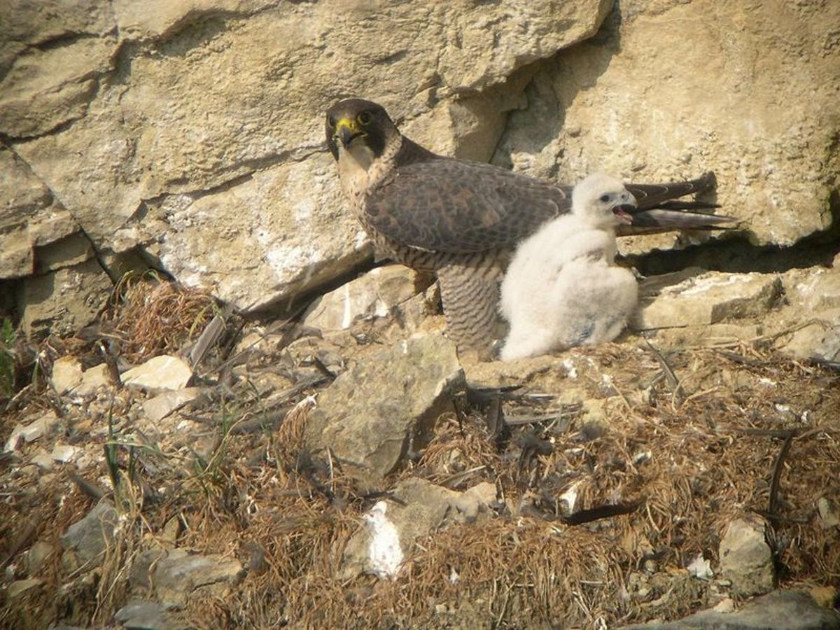 Adult and chick in their ledge nest