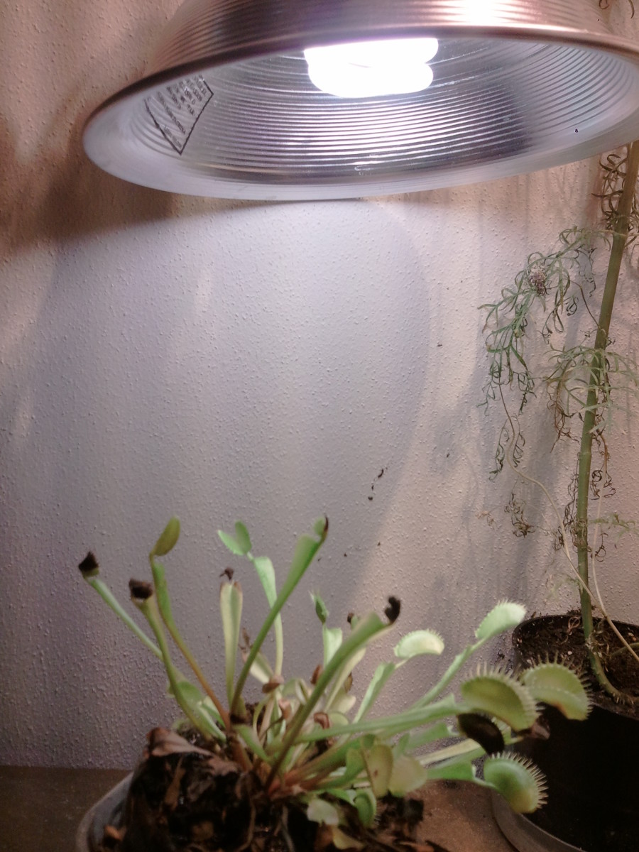 A compact fluorescent bulb with a circular reflector over a venus fly trap