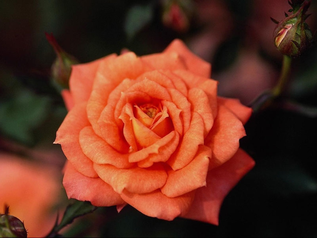 medicinal-values-of-rose-rose-petal-tea-and-rose-sherbet-recipe