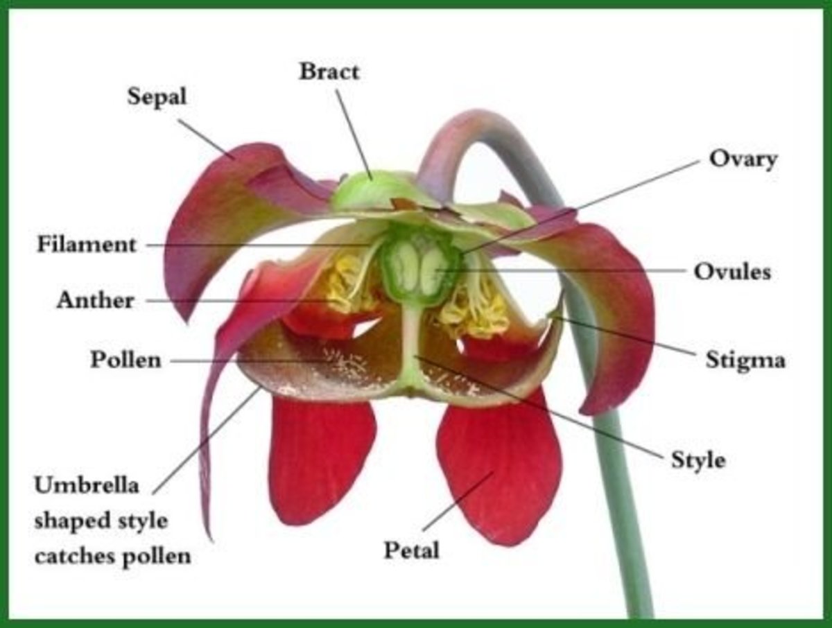 Label the Parts of a Flower