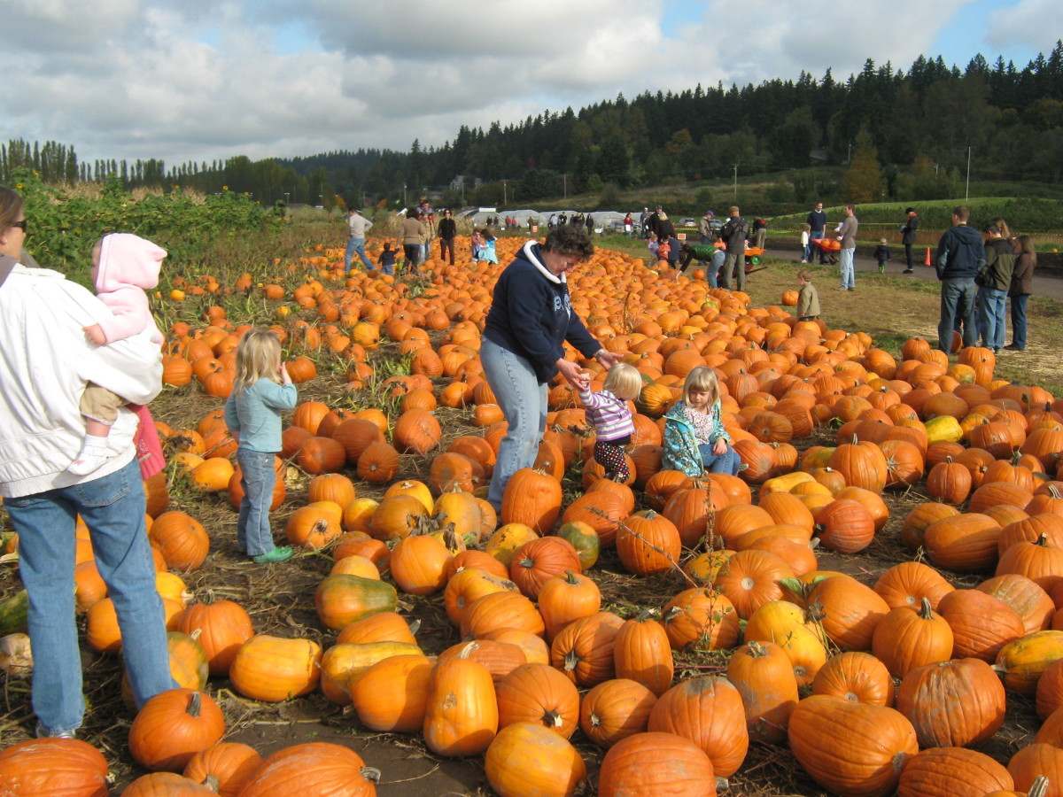 5-reasons-to-cut-your-pumpkin-from-the-bottom-hubpages