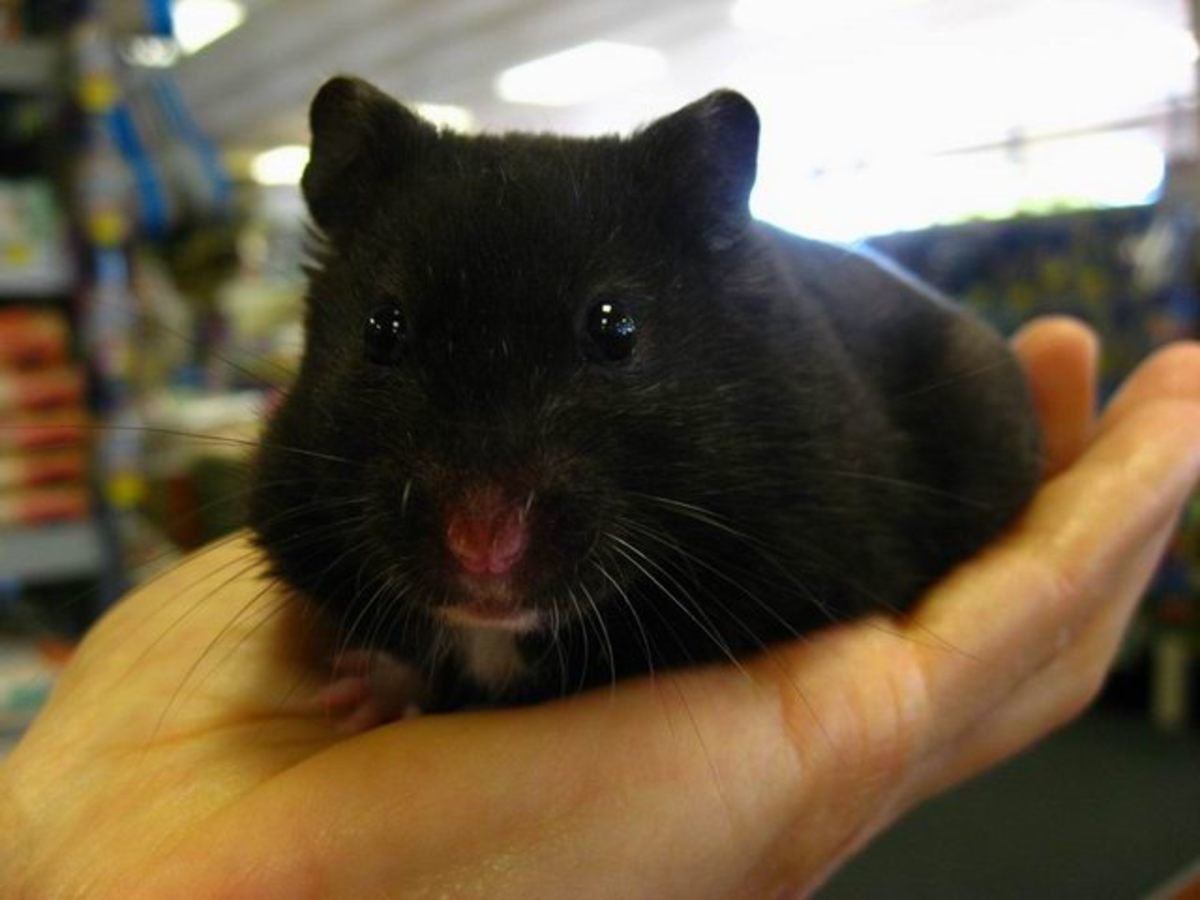 Black Teddy Bear Hamster. Isn't He Beautiful? In Case You Don't Know The Black Teddy Bear Hamster Is A Color Phase Of Syrian Hamster.