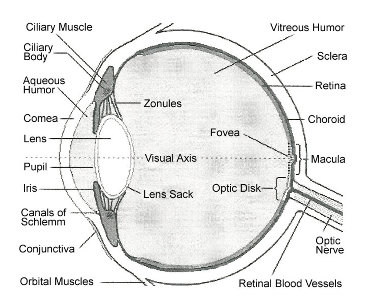 Internal Parts And Functions Of The Eye HubPages