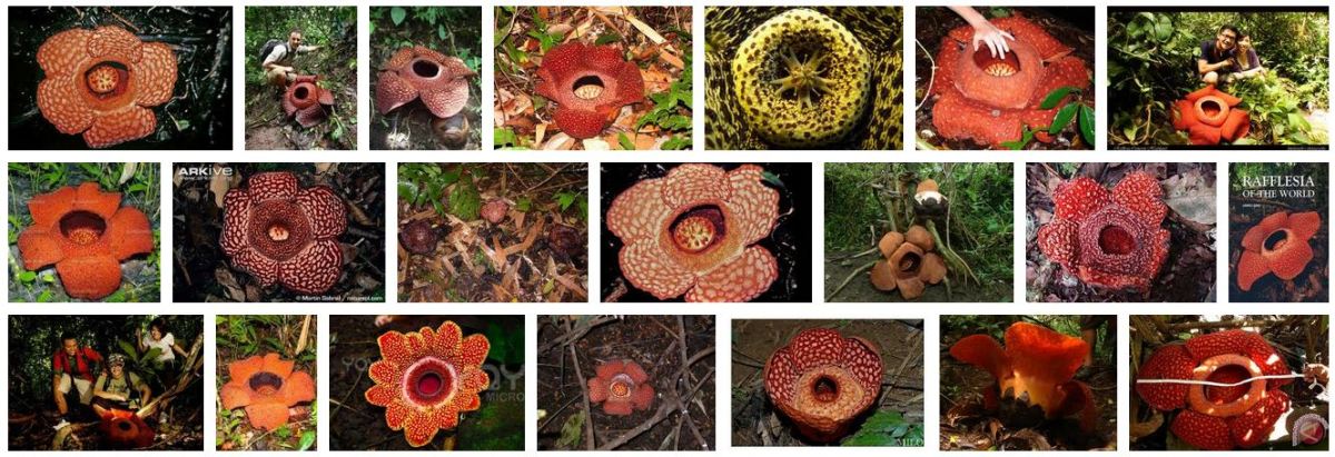 Different species of Rafflesia-Part II
