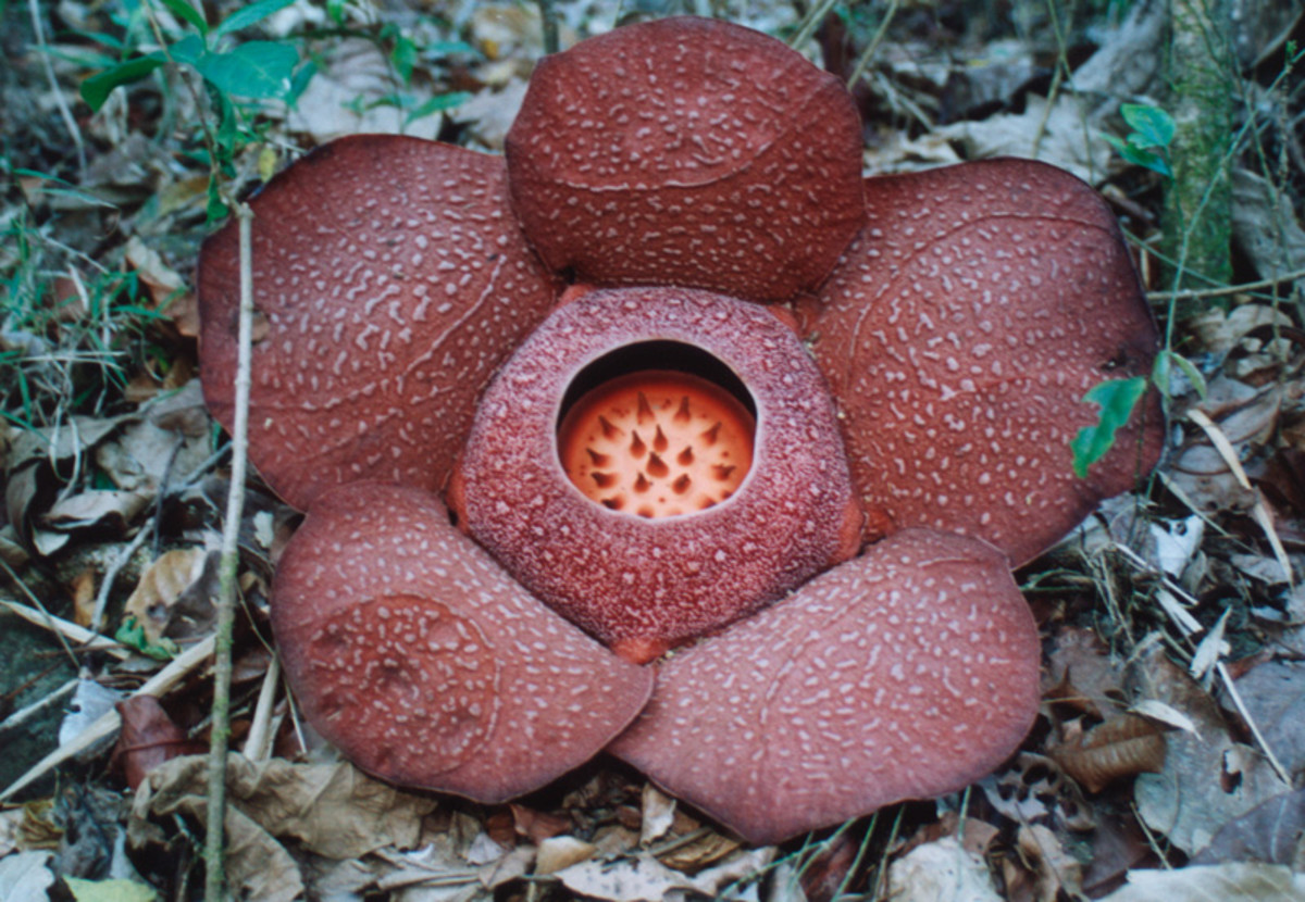 Rafflesia speciosa