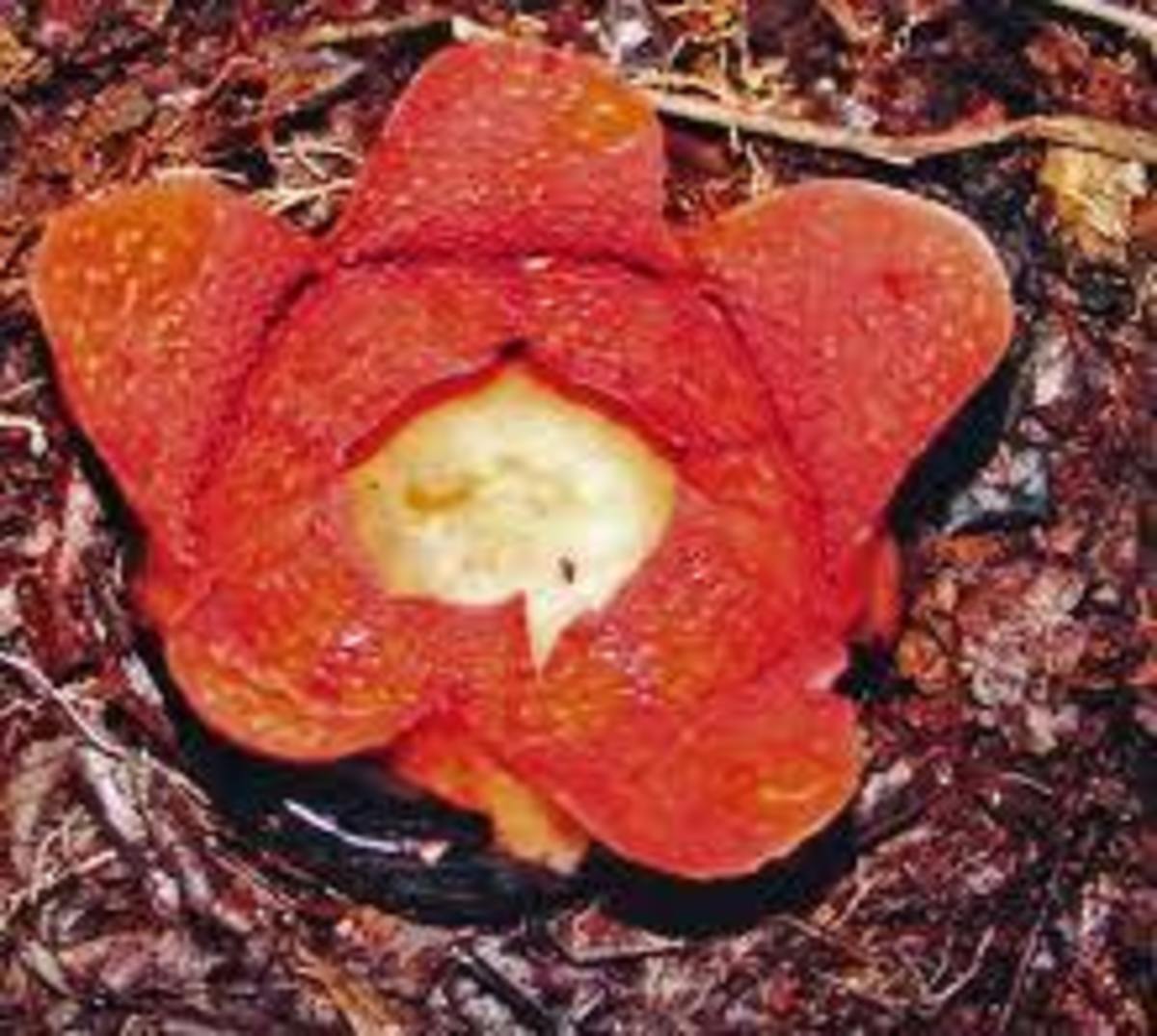 Rafflesia meijeri