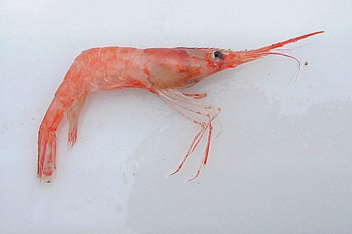 Pandalus borealis (Arctic shrimp) gets its pink color from astaxanthin. It is also used commercially as an astaxanthin source.
