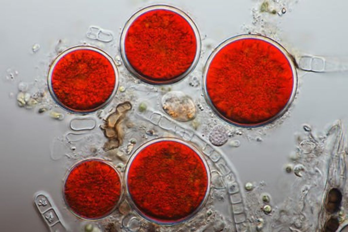 Haematococcus pluvialis is a freshwater species of Chlorophyta , this microscopic algae is the primary commercial source for astaxanthin