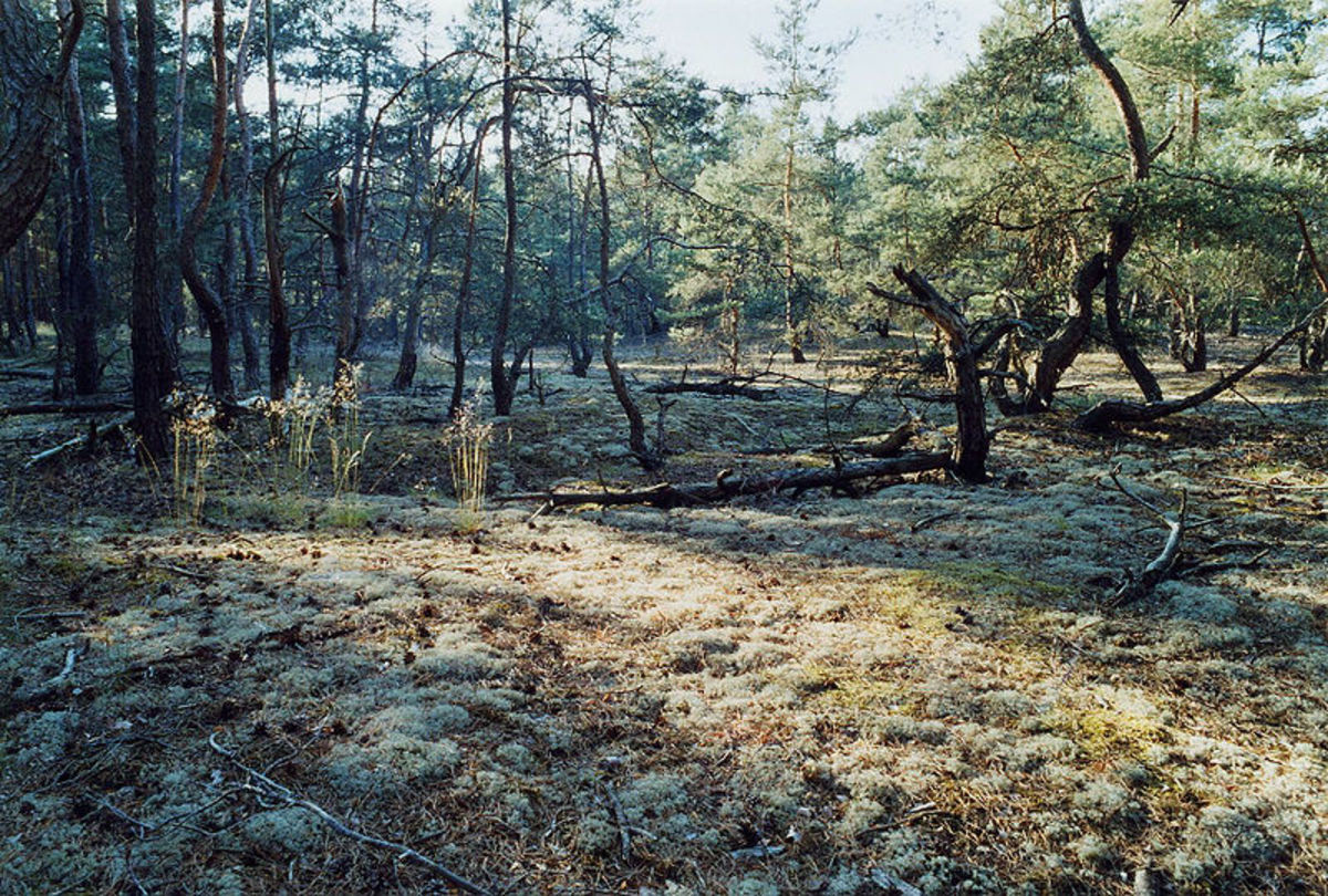 Pine forest with lichen ground-cover