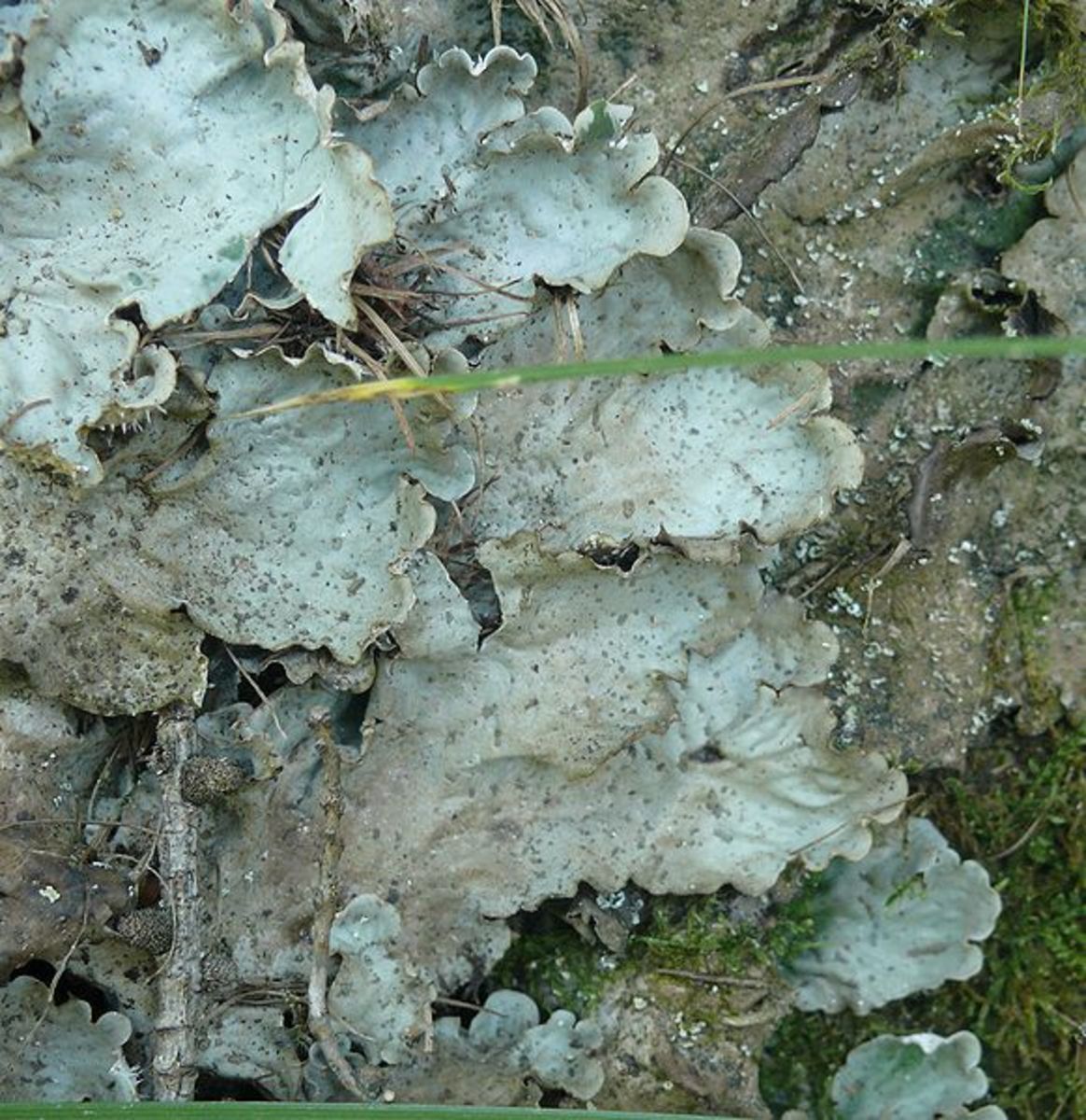 Peltigera leucophlebia, a genus of about 91 species of lichenized fungi