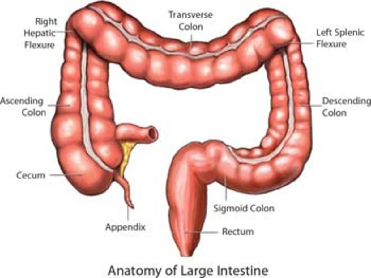 Diagram of Large Intestine or Colon.