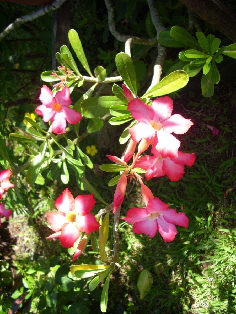 Plumeria, Frangipani or Kalachuchi flowers