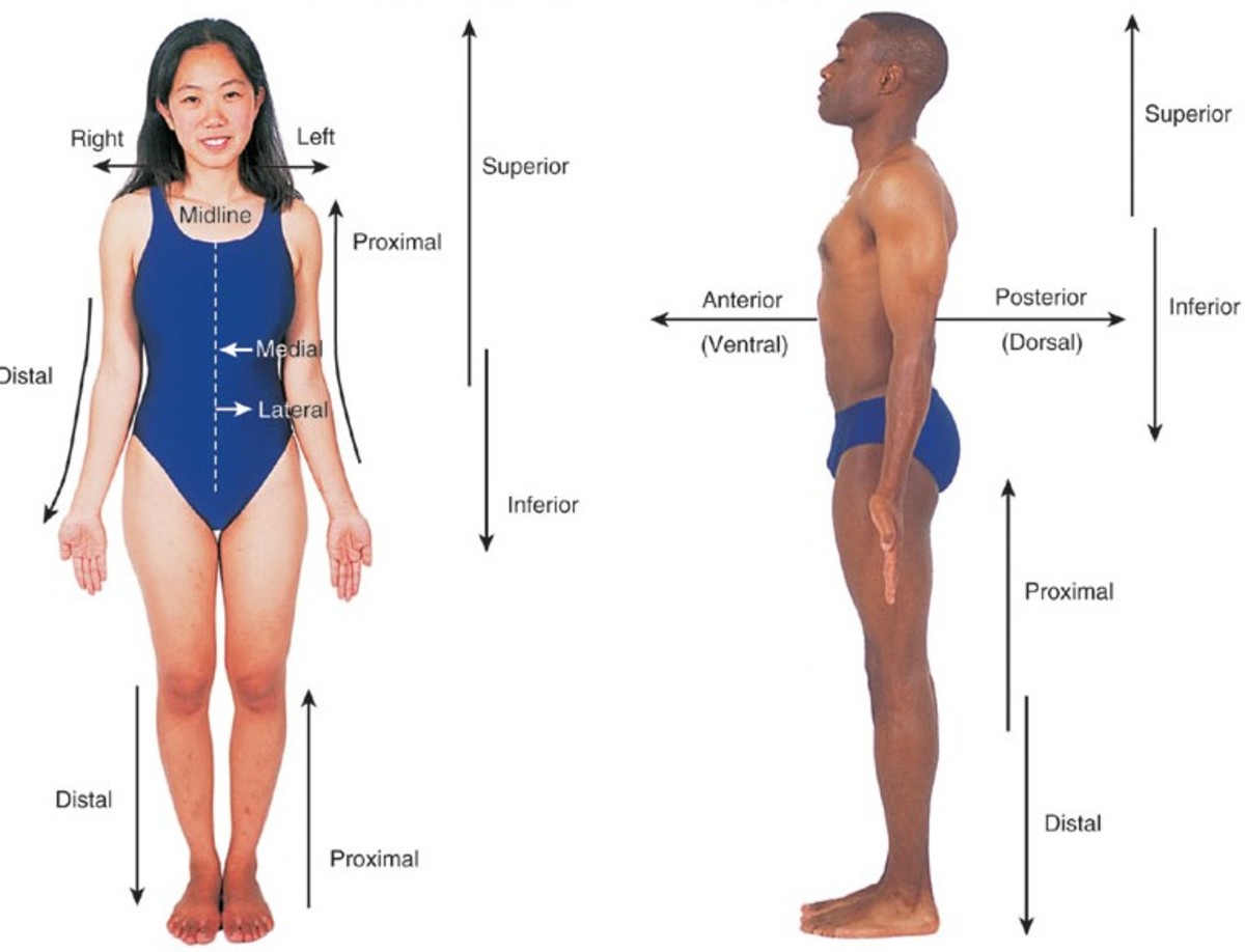 Anatomical orientation