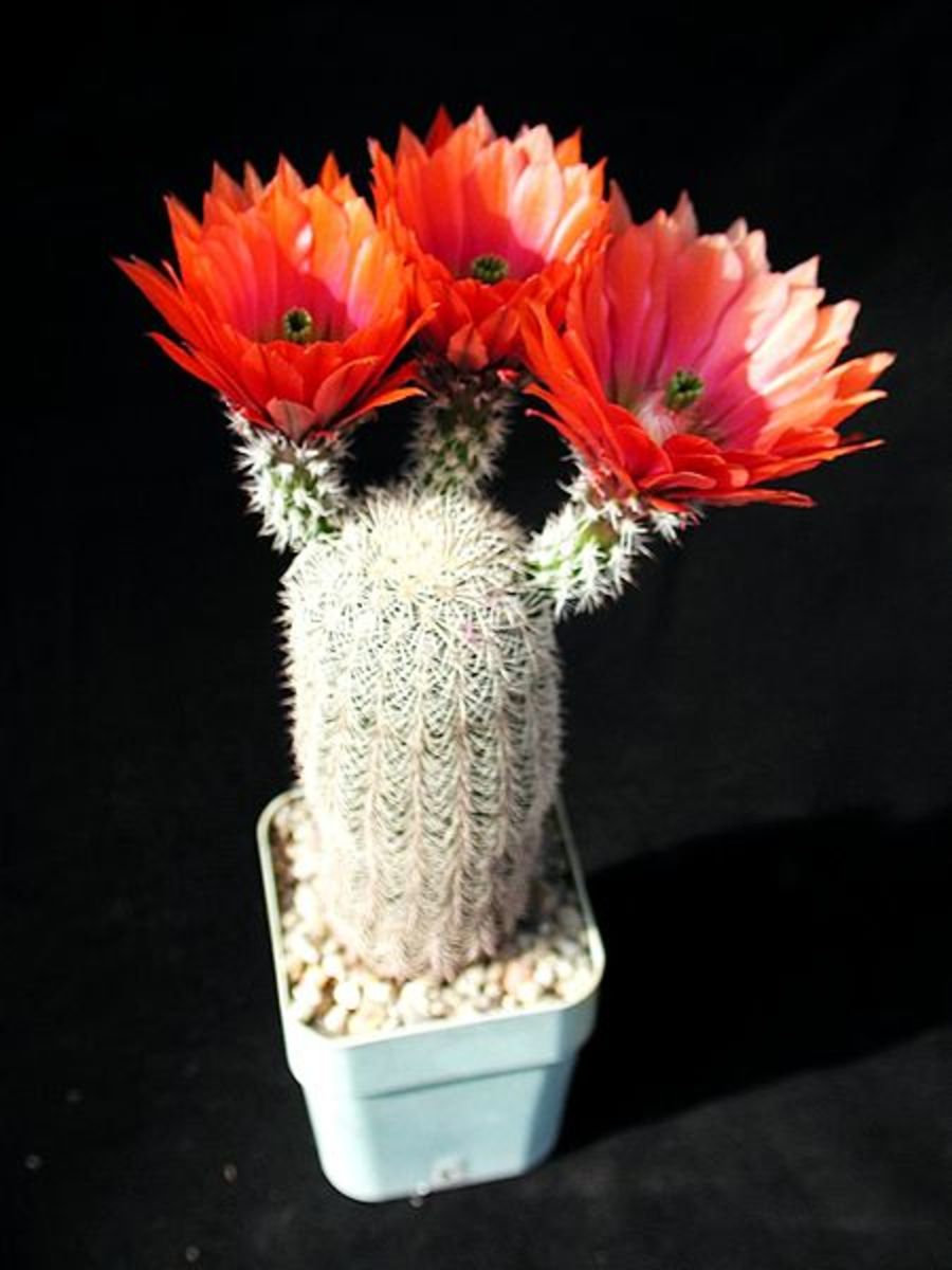 Beautiful   Cactus
