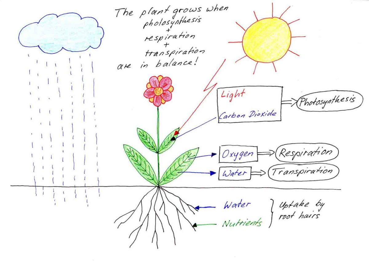 The factors that affect plants growth.