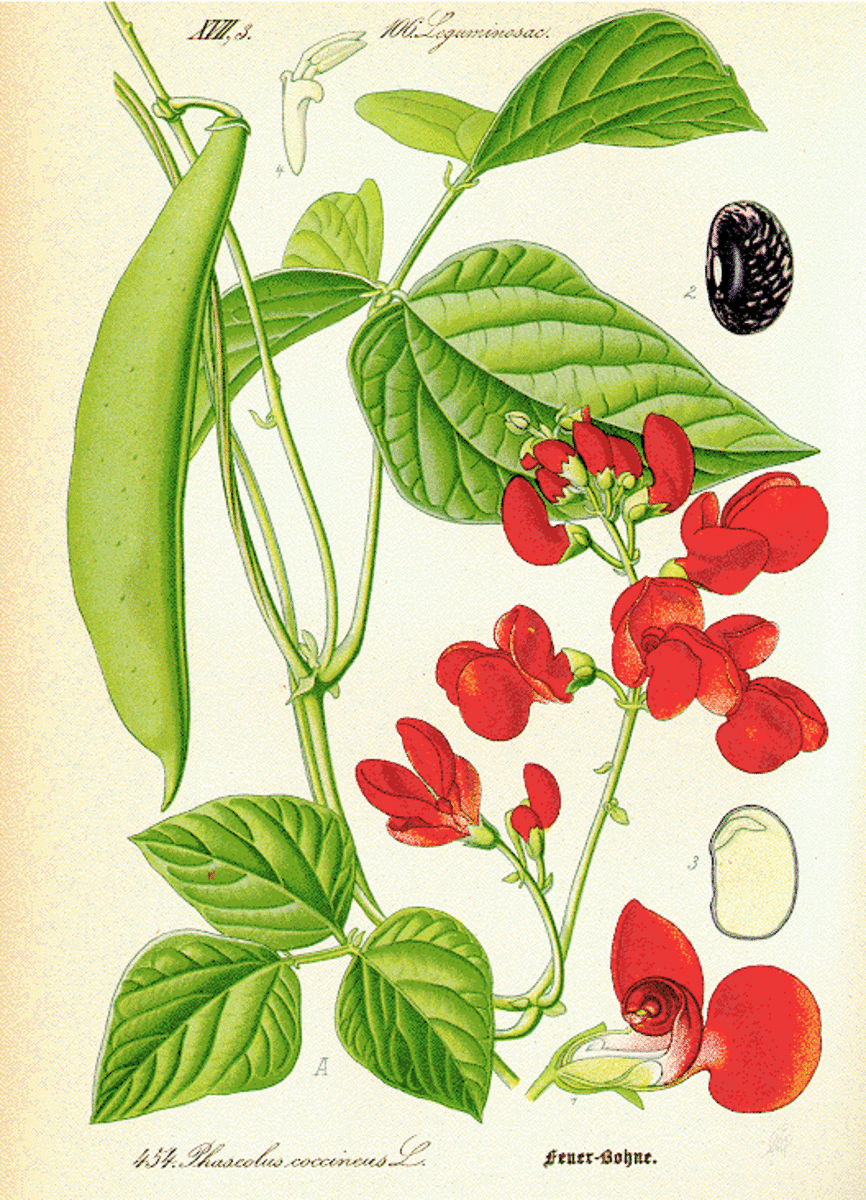 Common bean, a helpful  model plant to use in classes.