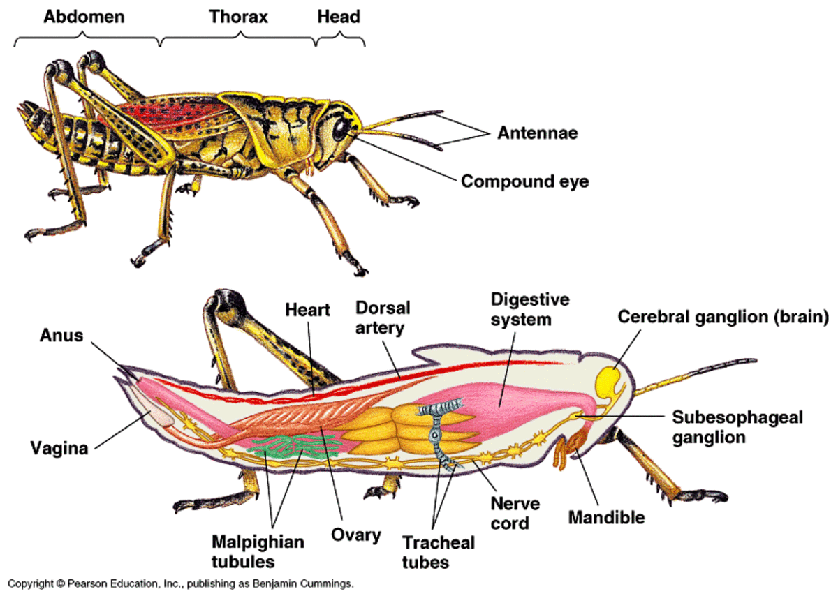 Transport in insect (grasshopper)