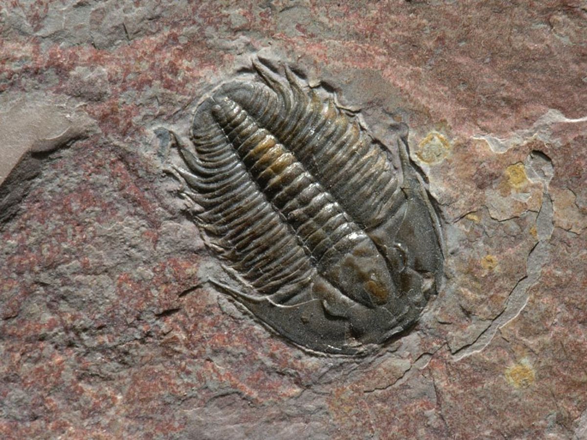 Trilobite Fossil 