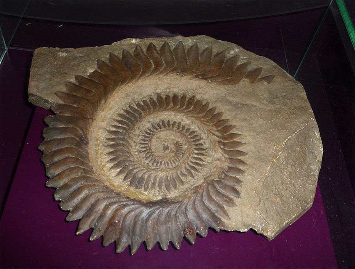 Helicoprion Tooth Whorl 