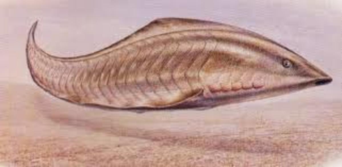 Depiction of Haikouichthys