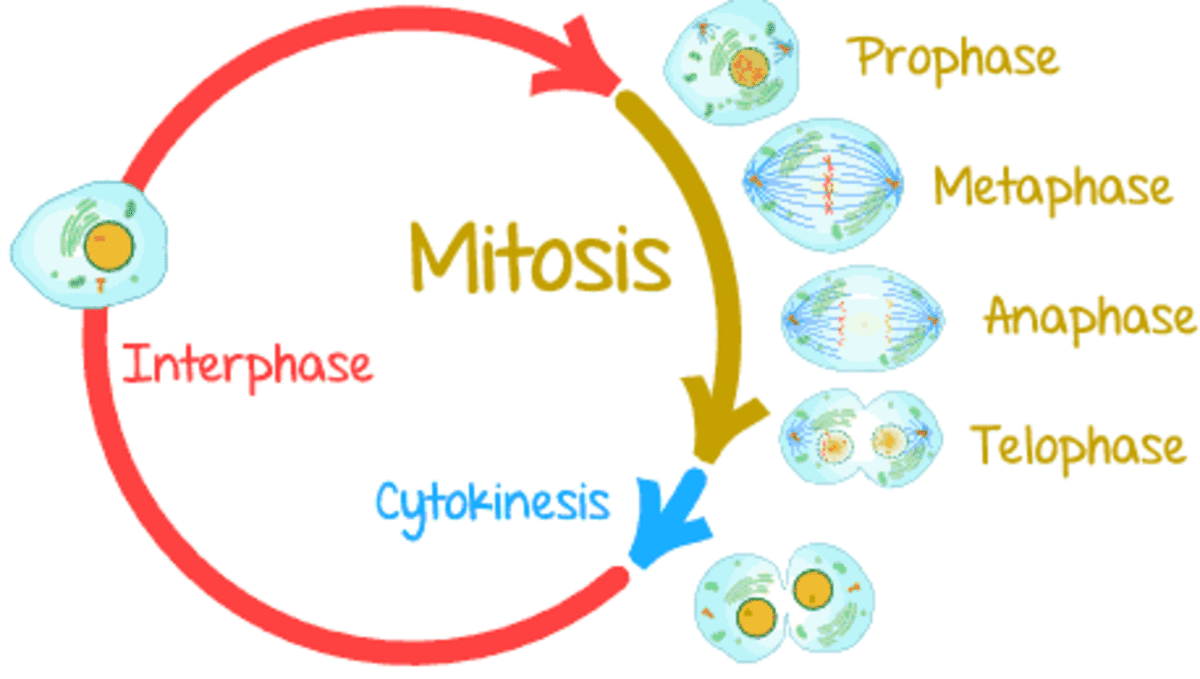 Mitosis is the division of cell nucleus, which results in the formation of two daughter nuclei with exactly the same genes as the mother.