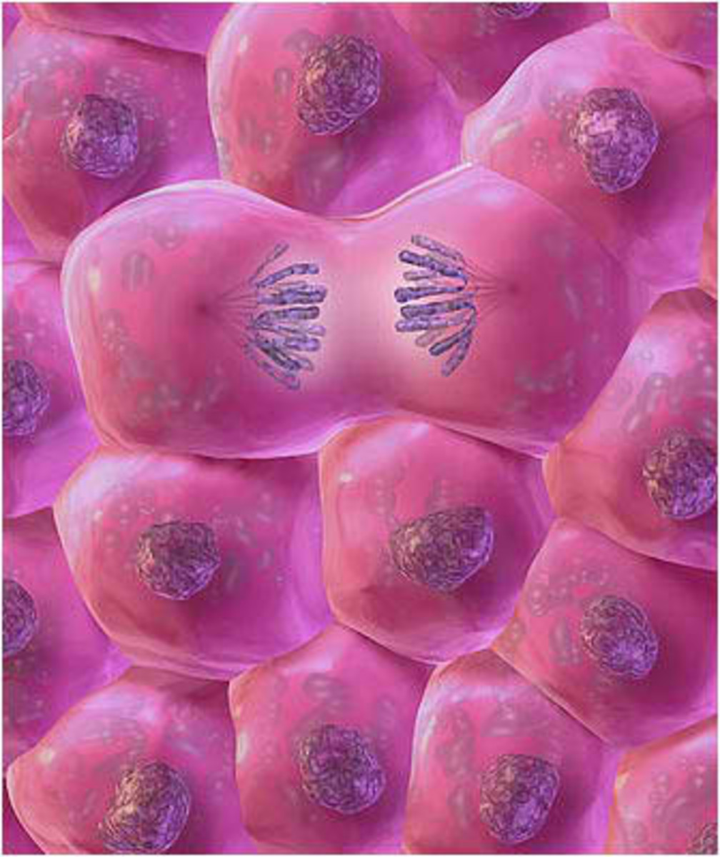 Cell division is the separation of chromosomes and division into two identical daughter cells.