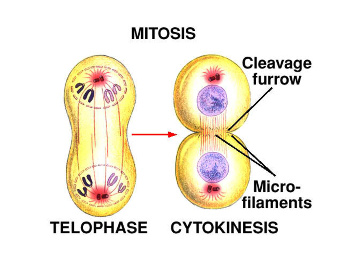 Cytoplasmic Division