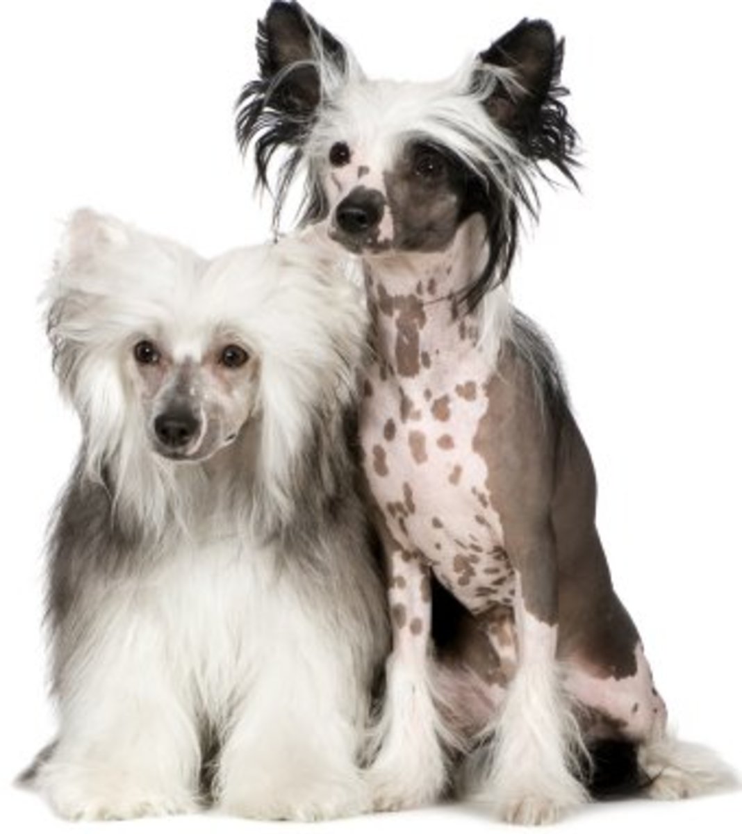 the-chinese-crested-dog