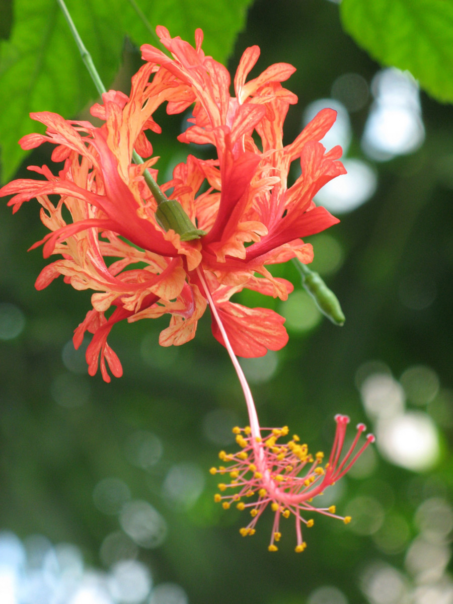 Schizopetalus Hibiscus Flower 