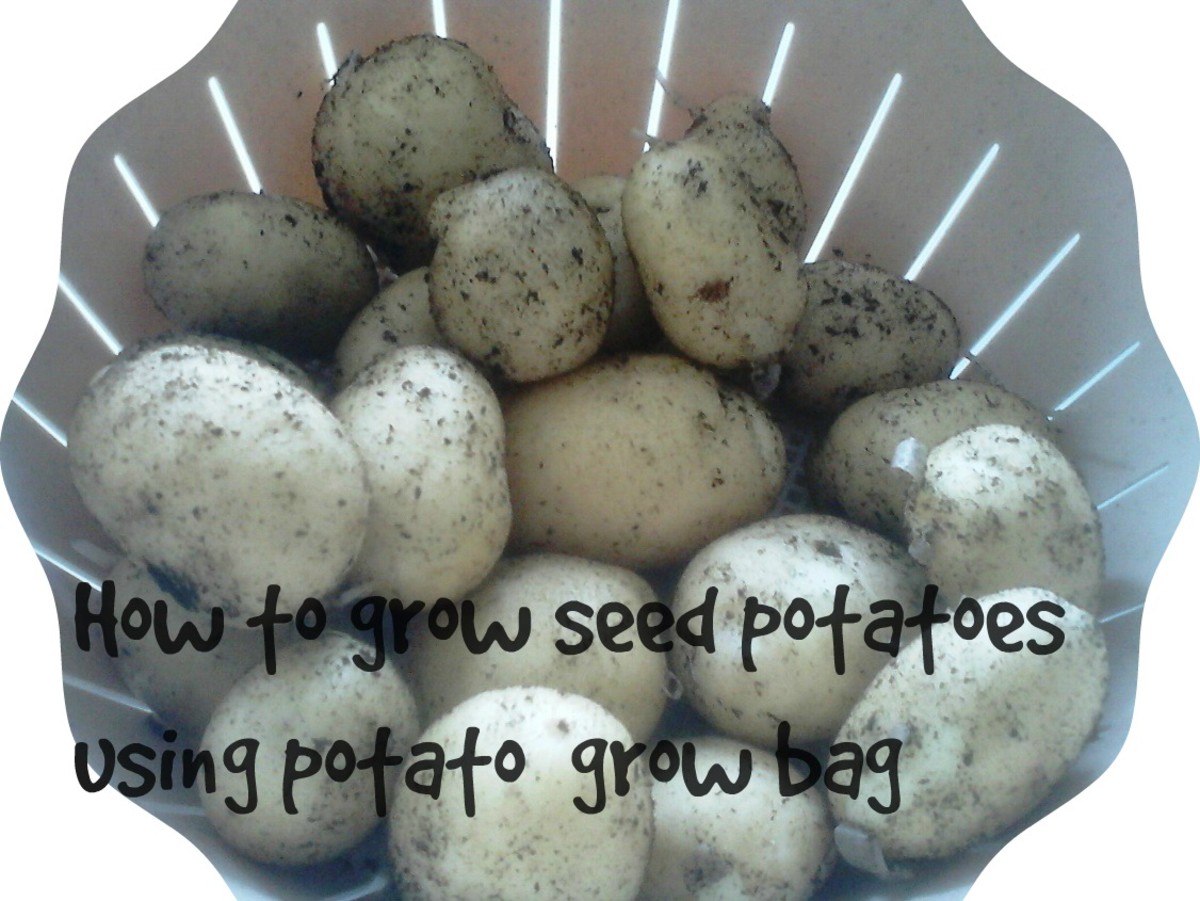 how-to-grow-maris-piper-seed-potatoes-anywhere-in-pots-in-your-garden-patio-or-porch