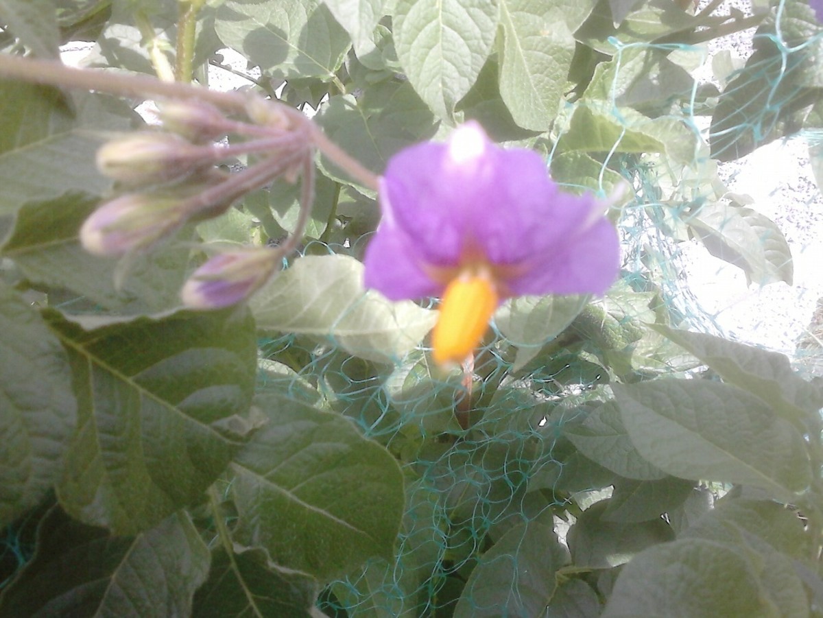 You will see purple flowers emerging from the stalks of the potato stalks.