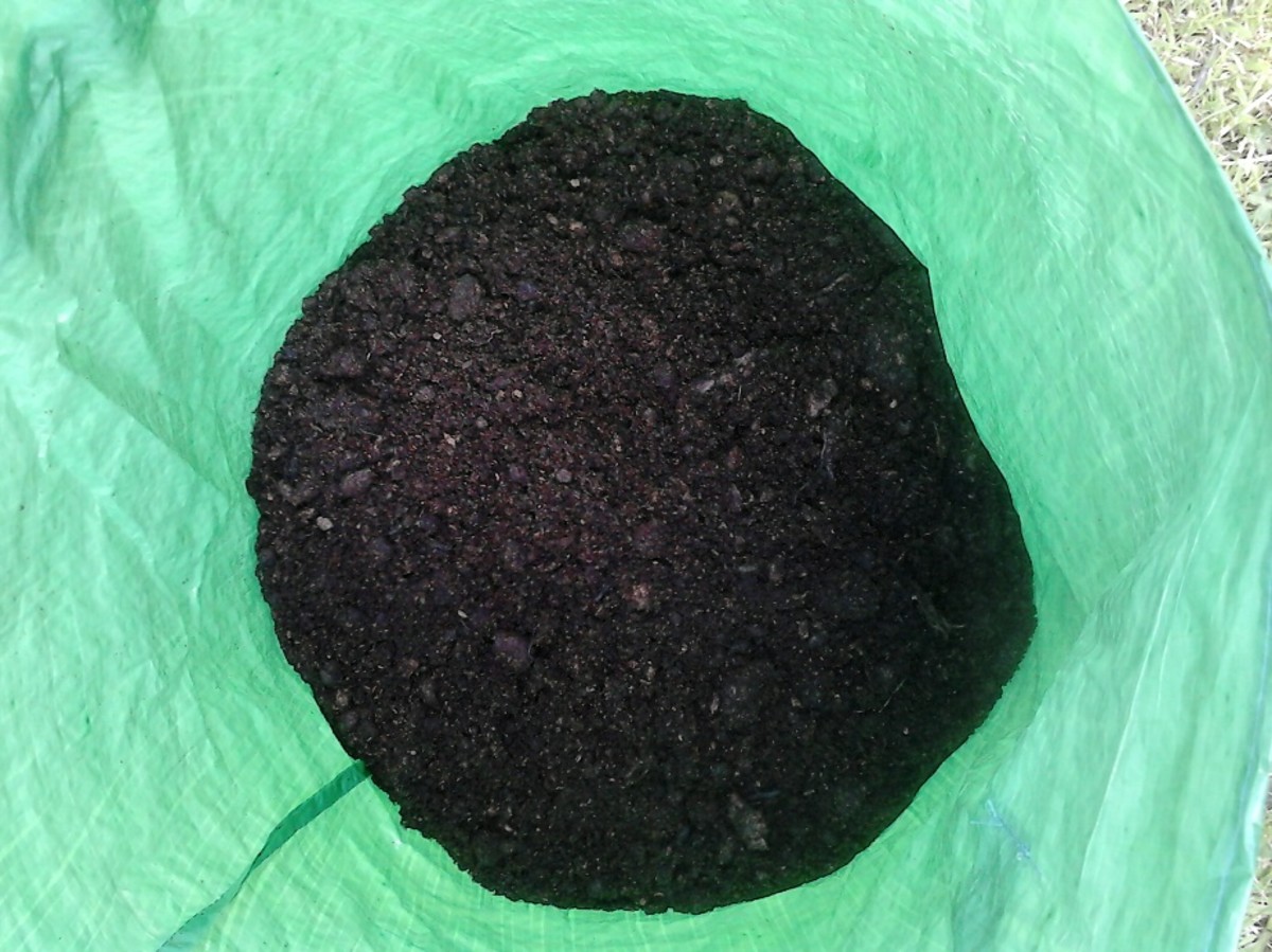 Fill the potato bag up about 1/3 of the way with compost.  