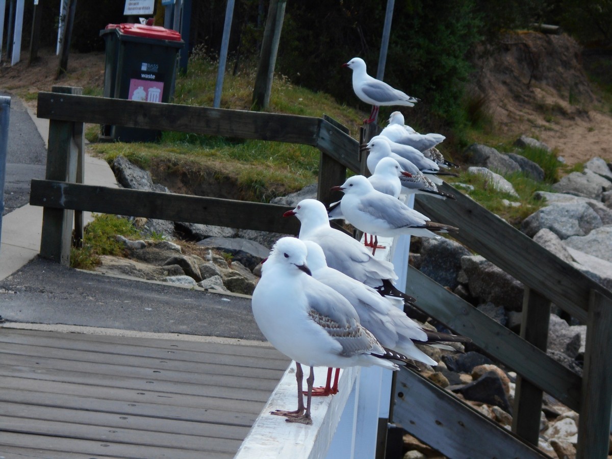 Seagulls flock to the foreshore in Inverloch.