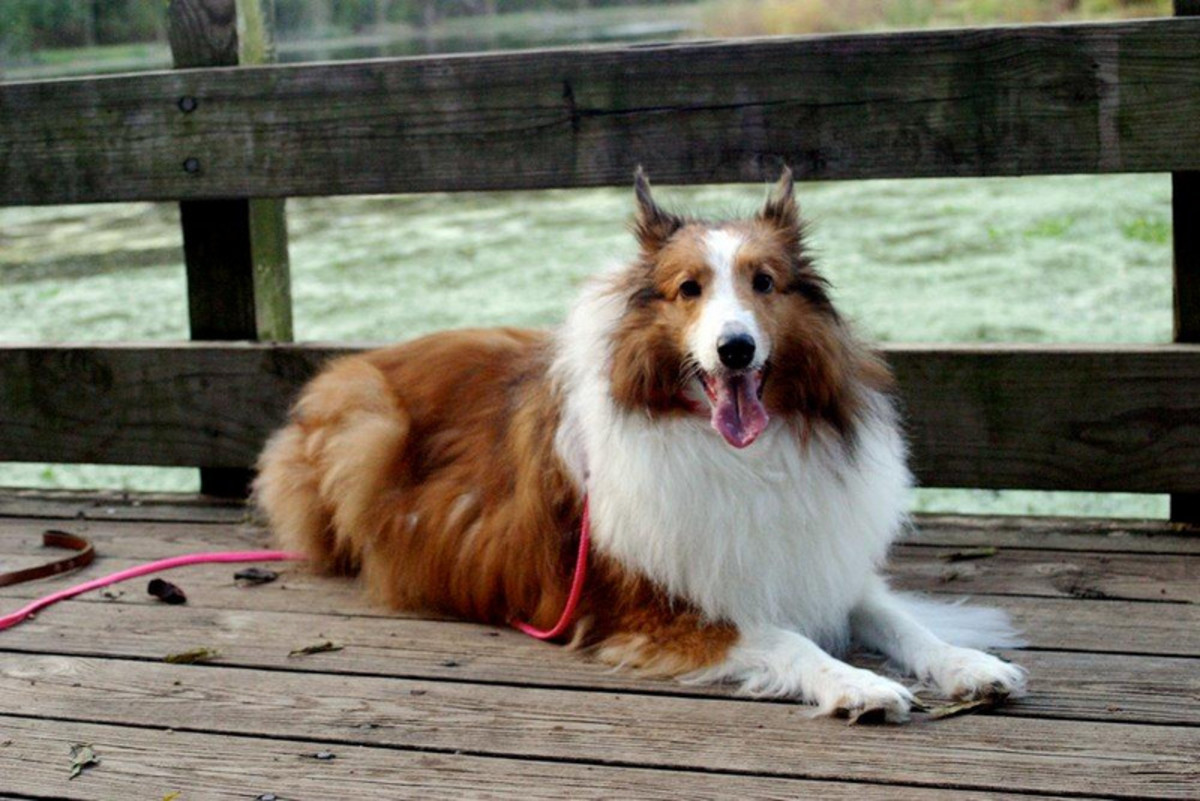 How My Collie Dog Saved My Life:  A Short Story