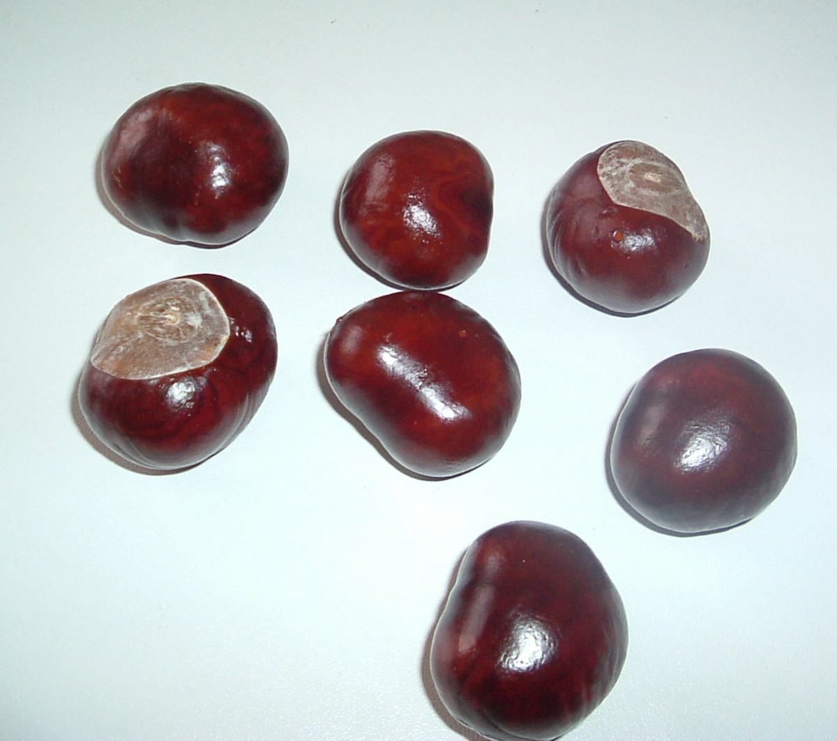 and conkers!