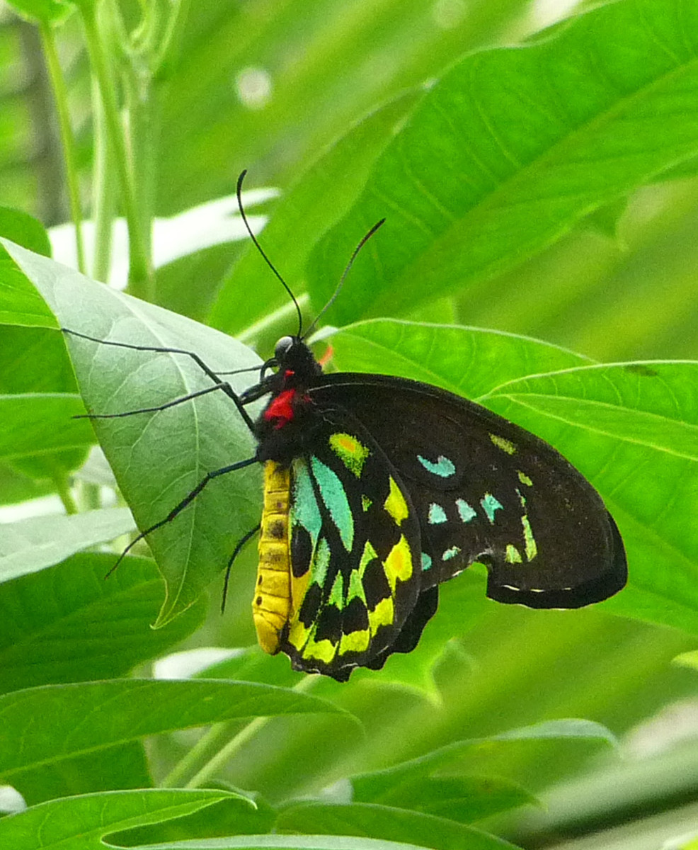      Green Birdwing (Ornithoptera priamus)