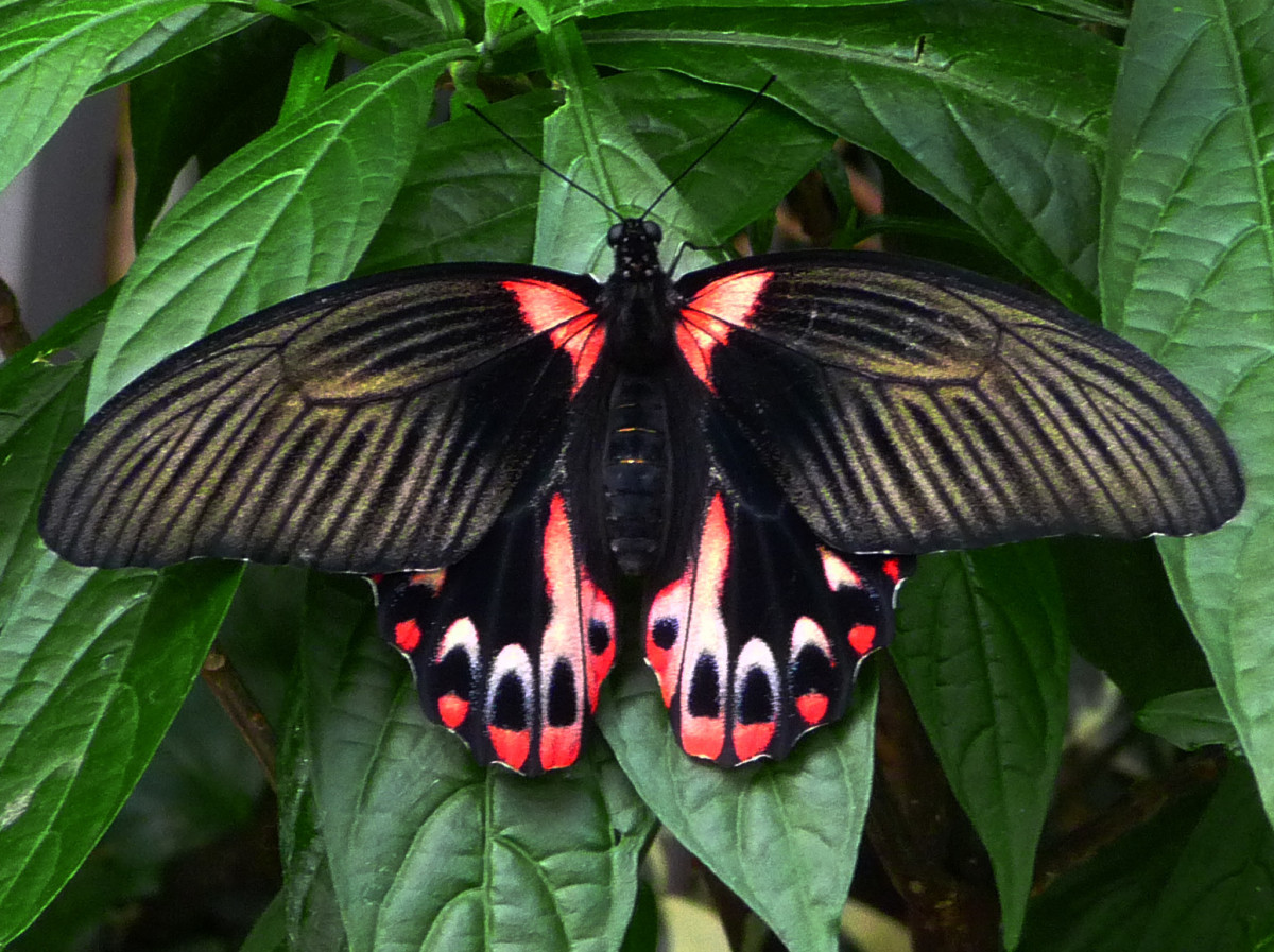           Mormons  (Papilio rumanzovia) 