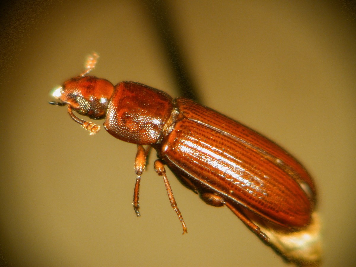 The red flour beetle generally has a more distinctive club on its antennae than the confused flour beetle. In addition, the club contains only three segments.