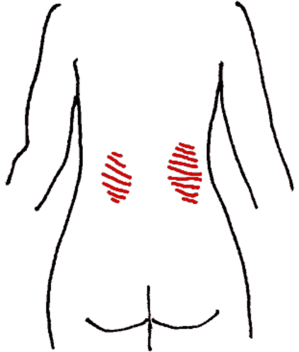 The position of the kidneys