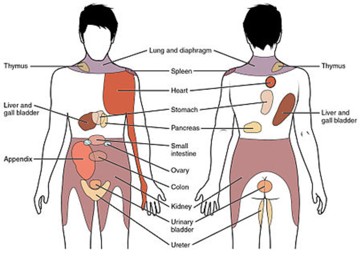 Referred pain from chest and abdominal organs