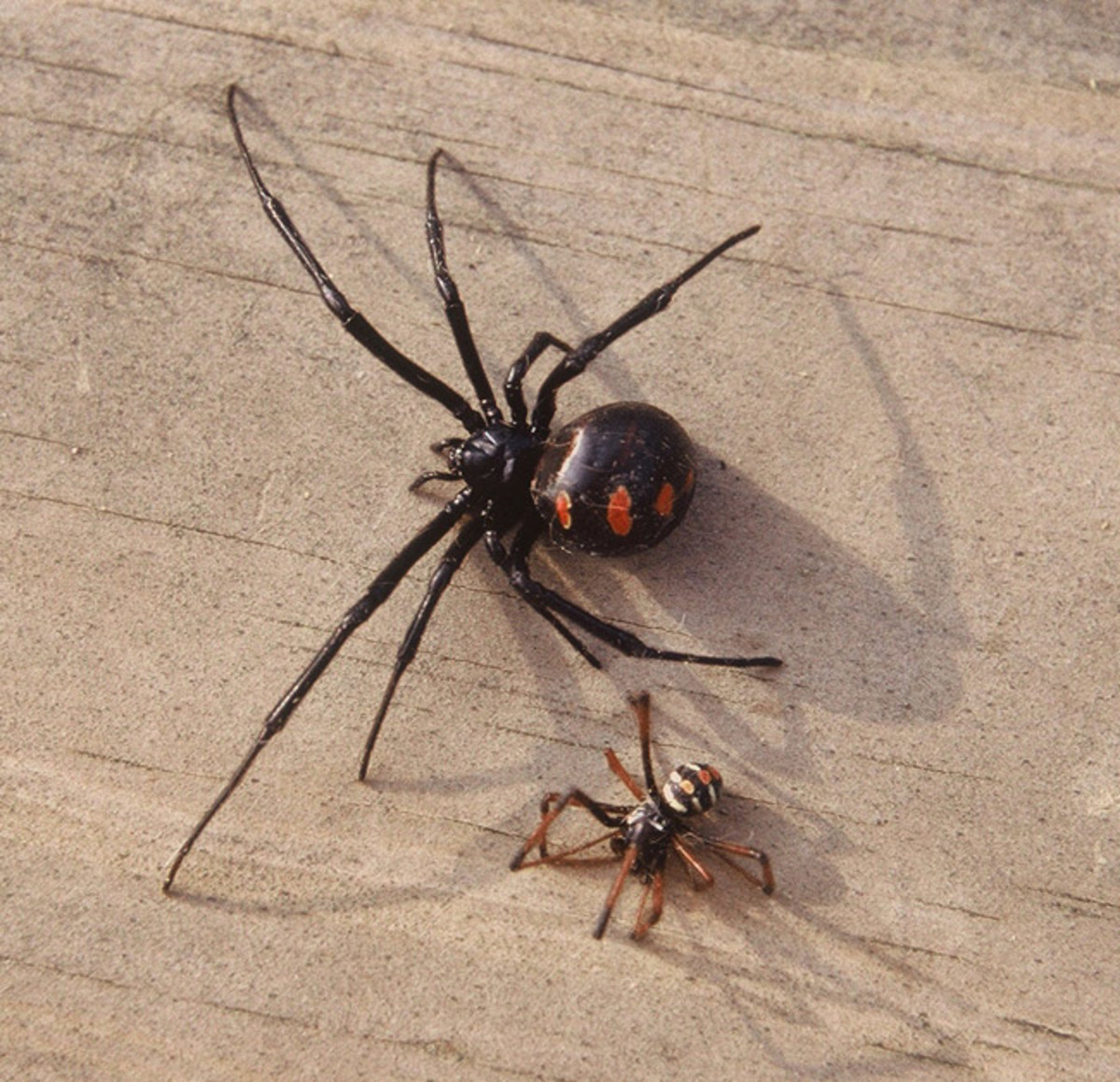Latrodectus The Black Widow Spider HubPages