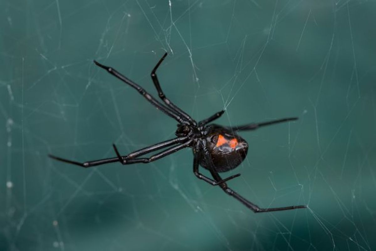 Latrodectus, The Black Widow Spider